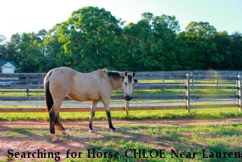 Searching for Horse CHLOE Near Laurens, SC, 29360